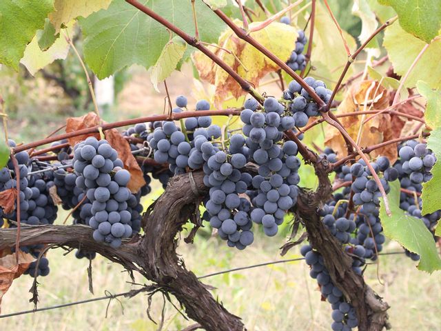 Grapes on a grapevine.