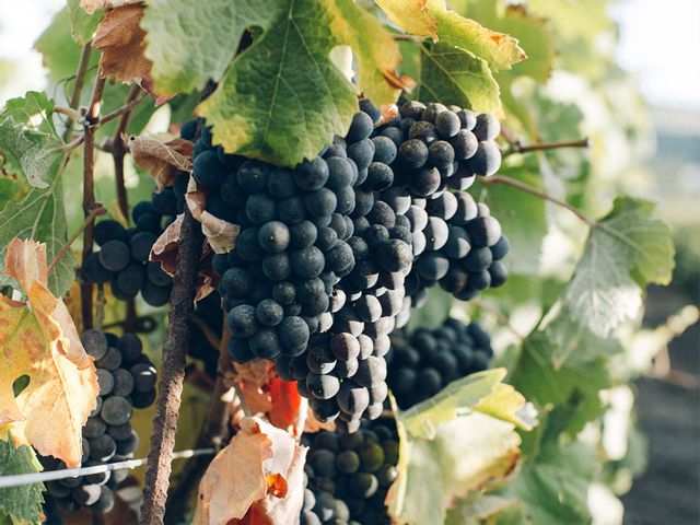 Grapes on a vine at a vineyard.